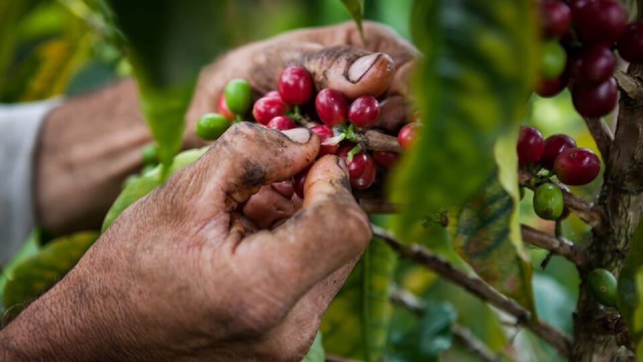 La lluvia disminuyó producción cafetera de Colombia en 2022
