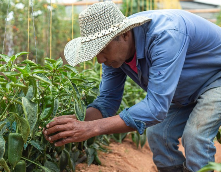 Agronegocios Comfama, una plataforma para aumentar productividad de las mipymes del campo