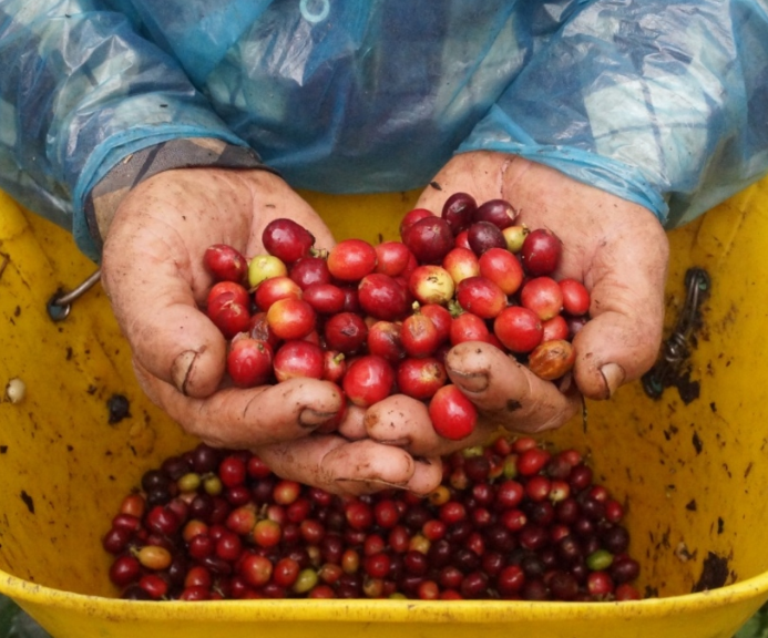 En la UdeA elaboran harina con pulpa de café