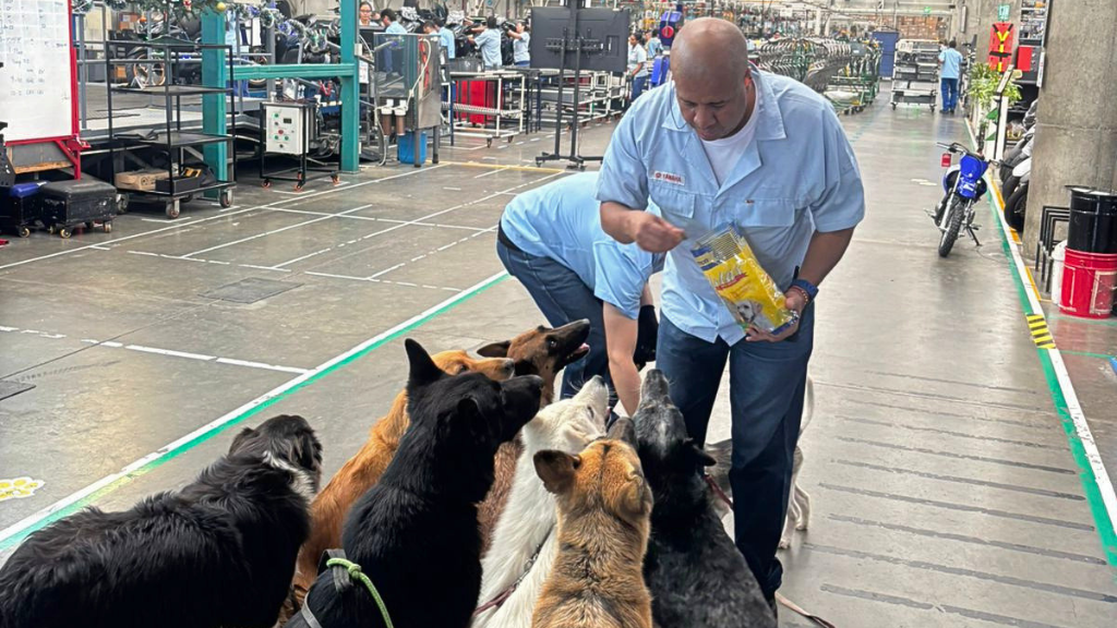Colaboradores de Incolmotos Yamaha hacen una pausa en su jornada para compartir con los perros de acompañamiento emocional de la empresa.