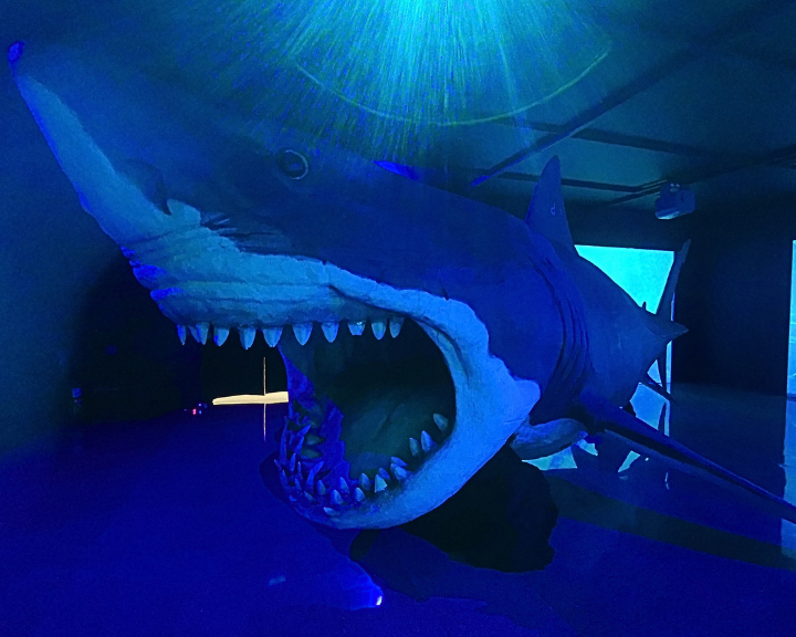 Manifiesto Megalodón en Los Molinos: los tiburones que aún puedes visitar