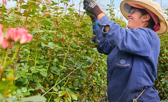 Mujer trabajadora en un cultivo de flores, sector que refleja la ocupación laboral en Colombia.