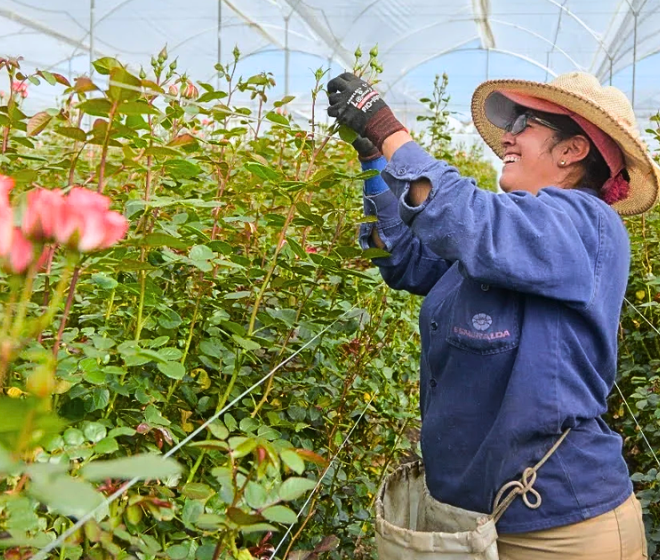 Mujer trabajadora en un cultivo de flores, sector que refleja la ocupación laboral en Colombia.