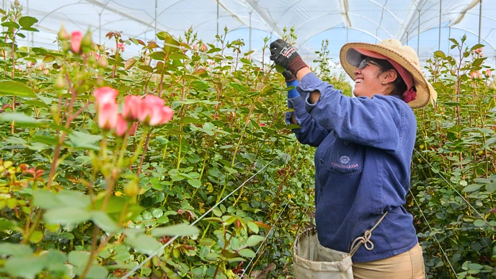 Mujer trabajadora en un cultivo de flores, sector ye refleja la ocupación laboral en Colombia.